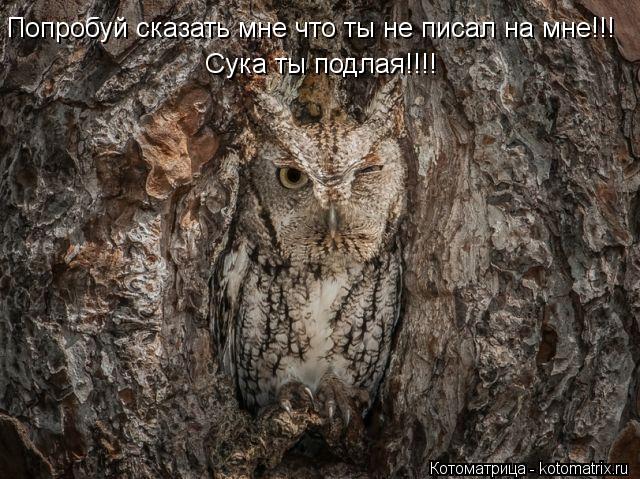 Попробуй сказать мне что ты не писал на мне!!! Сука ты подлая!!!!... Котоматрица: Попробуй сказать мне что ты не писал на мне!!! Сука ты подлая!!!!
