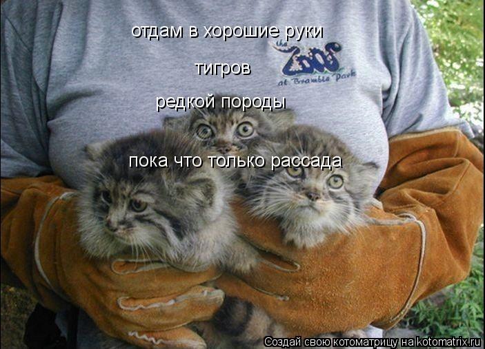 отдам в хорошие руки тигров редкой породы пока что только рассада... Котоматрица: отдам в хорошие руки тигров редкой породы пока что только рассада
