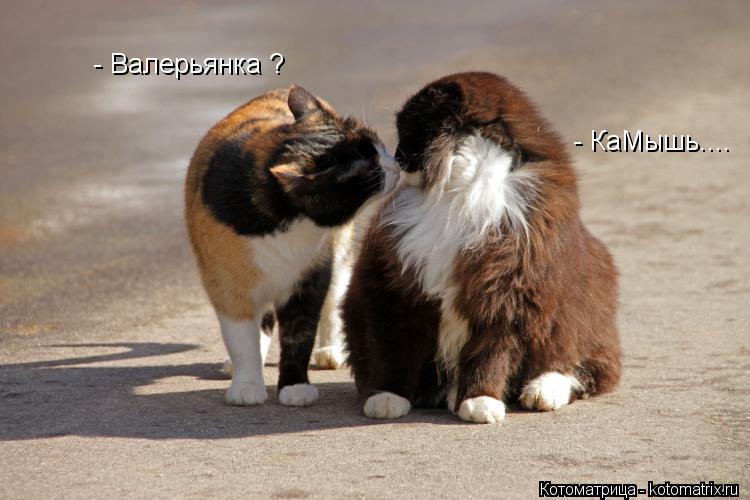 - Валерьянка ? - КаМышь....... Котоматрица: - Валерьянка ? - КаМышь....