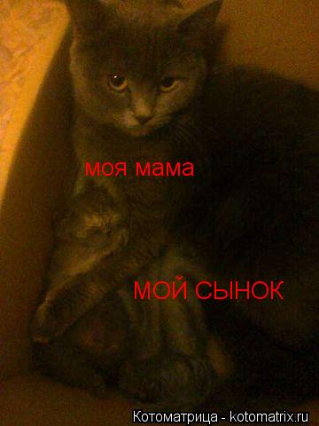 МОЙ СЫНОК моя мама... Котоматрица: МОЙ СЫНОК моя мама