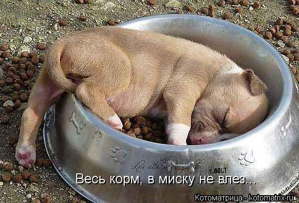 Весь корм, в миску не влез...... Котоматрица: Весь корм, в миску не влез...