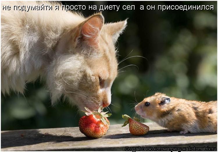 не подумайти я просто на диету сел а он присоединился... Котоматрица: не подумайти я просто на диету сел а он присоединился