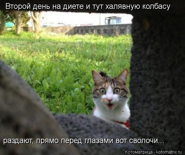 Второй день на диете и тут халявную колбасу раздают, прямо перед глазами вот сволочи...... Котоматрица: Второй день на диете и тут халявную колбасу раздают, прямо перед глазами вот сволочи...