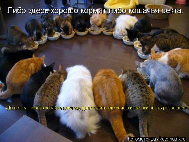 Либо здесь хорошо кормят либо кошачья секта. -Да нет тут просто хозяйка каждому даёт гадить где хочеш... Котоматрица: Либо здесь хорошо кормят либо кошачья секта. -Да нет тут просто хозяйка каждому даёт гадить где хочеш и шторки рвать разрешает.