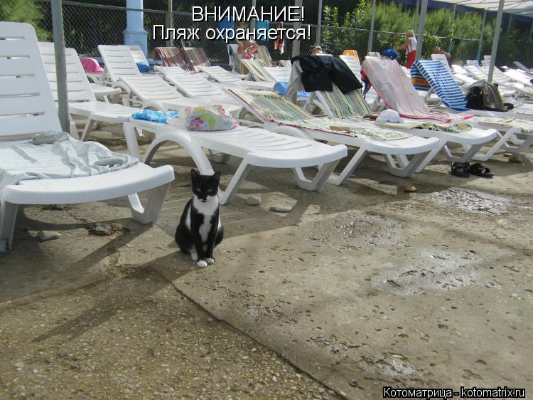 ВНИМАНИЕ! Пляж охраняется!... Котоматрица: ВНИМАНИЕ! Пляж охраняется!