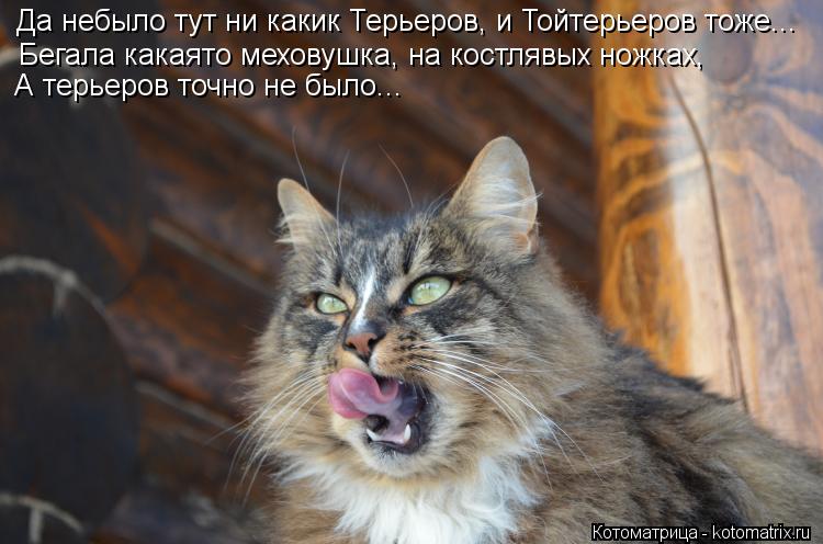 Да небыло тут ни какик Терьеров, и Тойтерьеров тоже... Бегала какаято меховушка, на костлявых ножках... Котоматрица: Да небыло тут ни какик Терьеров, и Тойтерьеров тоже... Бегала какаято меховушка, на костлявых ножках, А терьеров точно не было...