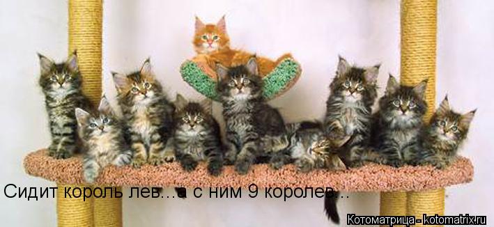 Сидит король лев...а с ним 9 королев...... Котоматрица: Сидит король лев...а с ним 9 королев...