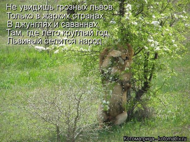 Не увидишь грозных львов. Только в жарких странах, В джунглях и саваннах, Там, где лето круглый год, ... Котоматрица: Не увидишь грозных львов. Только в жарких странах, В джунглях и саваннах, Там, где лето круглый год, Львиный селится народ.