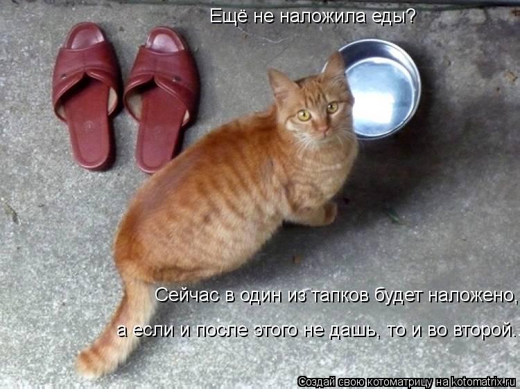 Ещё не наложила еды? Сейчас в один из тапков будет наложено, а если и после этого не дашь, то и во вт... Котоматрица: Ещё не наложила еды? Сейчас в один из тапков будет наложено, а если и после этого не дашь, то и во второй...
