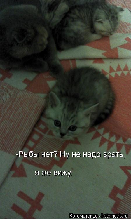 -Рыбы нет? Ну не надо врать, я же вижу.... Котоматрица: -Рыбы нет? Ну не надо врать, я же вижу.