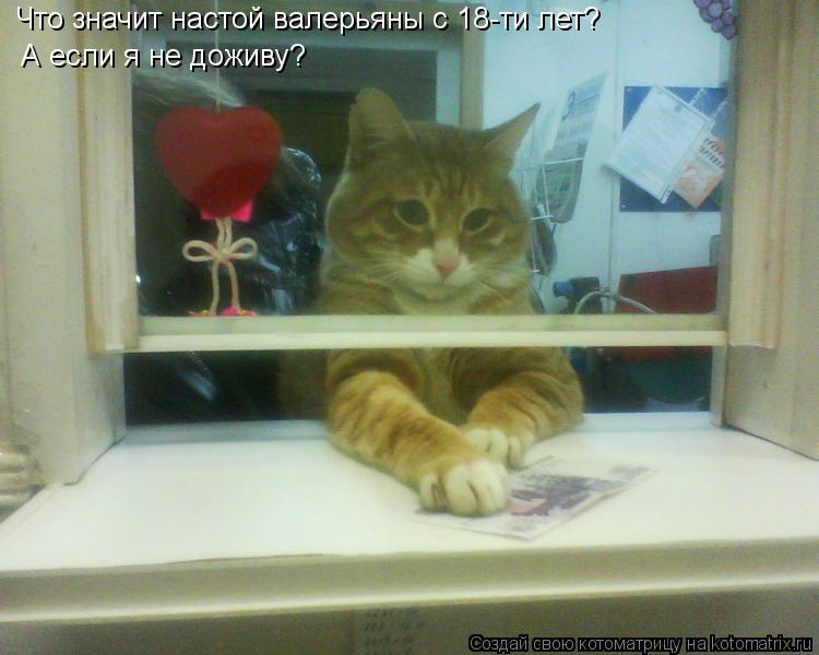 Что значит настой валерьяны с 18-ти лет? А если я не доживу?... Котоматрица: Что значит настой валерьяны с 18-ти лет? А если я не доживу?