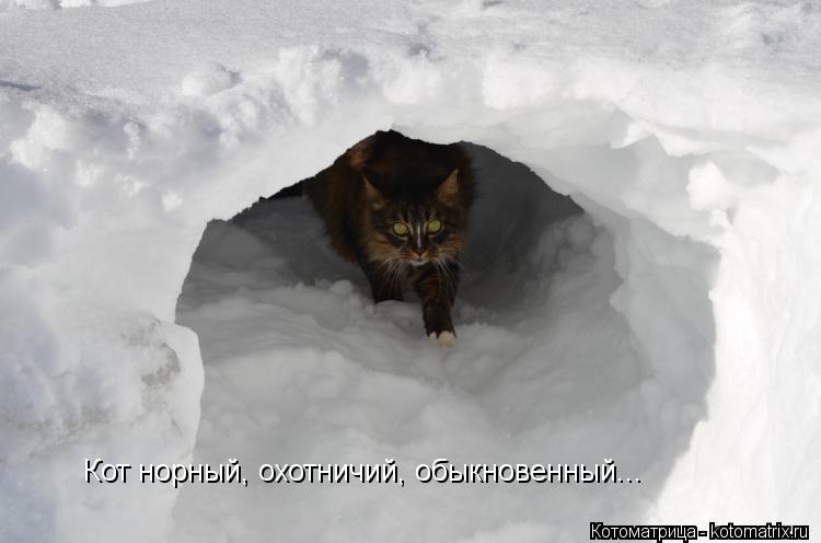 Кот норный, охотничий, обыкновенный...... Котоматрица: Кот норный, охотничий, обыкновенный...