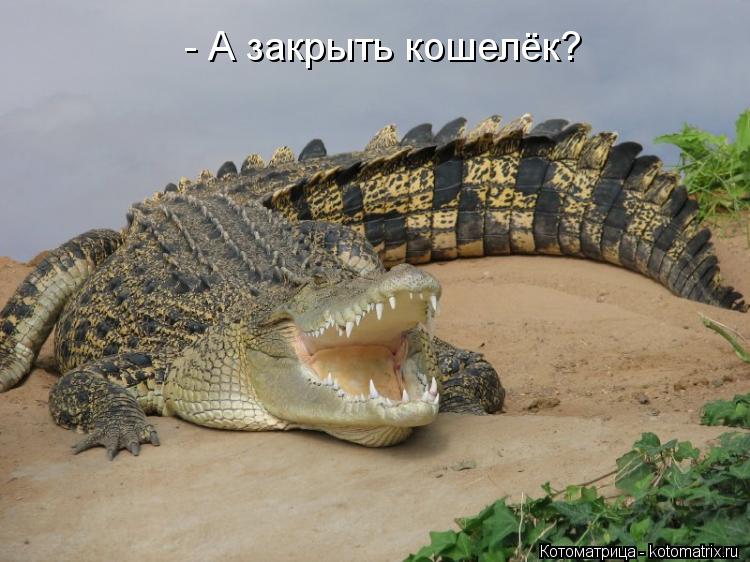 - А закрыть кошелёк?... Котоматрица: - А закрыть кошелёк?