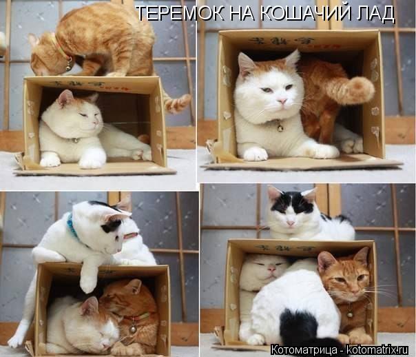 ТЕРЕМОК НА КОШАЧИЙ ЛАД... Котоматрица: ТЕРЕМОК НА КОШАЧИЙ ЛАД