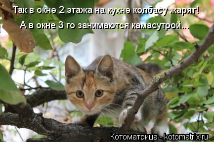 Так в окне 2 этажа на кухне колбасу жарят! А в окне 3 го занимаются камасутрой...... Котоматрица: Так в окне 2 этажа на кухне колбасу жарят! А в окне 3 го занимаются камасутрой...