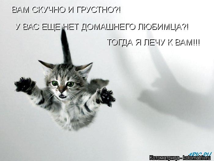 ВАМ СКУЧНО И ГРУСТНО?! У ВАС ЕЩЕ НЕТ ДОМАШНЕГО ЛЮБИМЦА?! ТОГДА Я ЛЕЧУ К ВАМ!!!... Котоматрица: ВАМ СКУЧНО И ГРУСТНО?! У ВАС ЕЩЕ НЕТ ДОМАШНЕГО ЛЮБИМЦА?! ТОГДА Я ЛЕЧУ К ВАМ!!!