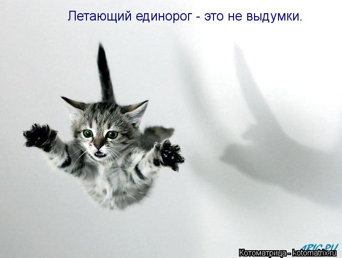 Летающий единорог - это не выдумки.... Котоматрица: Летающий единорог - это не выдумки.
