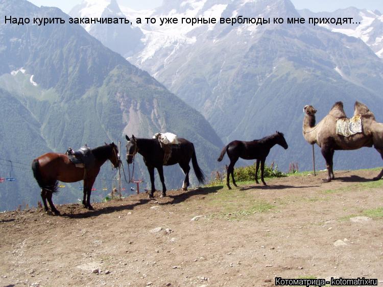 Надо курить заканчивать, а то уже горные верблюды ко мне приходят...... Котоматрица: Надо курить заканчивать, а то уже горные верблюды ко мне приходят...
