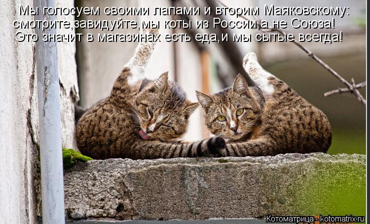 Мы голосуем своими лапами и вторим Маяковскому: смотрите,завидуйте,мы коты из России,а не Союза! Это ... Котоматрица: Мы голосуем своими лапами и вторим Маяковскому: смотрите,завидуйте,мы коты из России,а не Союза! Это значит в магазинах есть еда,и мы сытые в