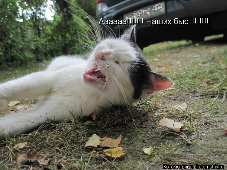 Аааааа!!!!!!! Наших бьют!!!!!!!!... Котоматрица: Аааааа!!!!!!! Наших бьют!!!!!!!!