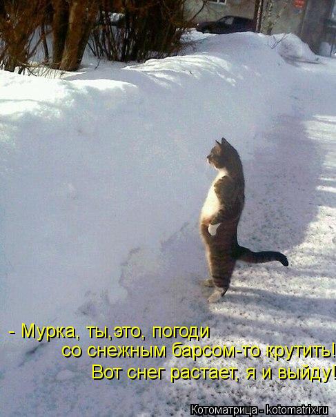 - Мурка, ты,это, погоди со снежным барсом-то крутить! Вот снег растает, я и выйду!... Котоматрица: - Мурка, ты,это, погоди со снежным барсом-то крутить! Вот снег растает, я и выйду!