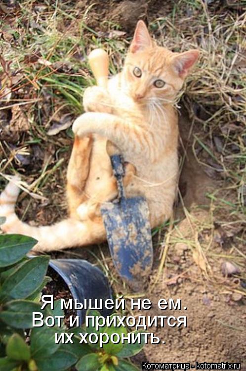 Я мышей не ем. Вот и приходится их хоронить.... Котоматрица: Я мышей не ем. Вот и приходится их хоронить.