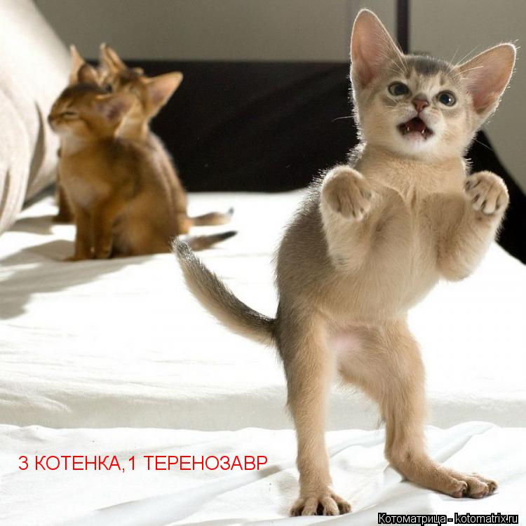 3 КОТЕНКА,1 ТЕРЕНОЗАВР... Котоматрица: 3 КОТЕНКА,1 ТЕРЕНОЗАВР