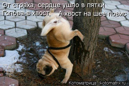 От страха, сердце ушло в пятки Голова-в хвост, А хвост на шее повис... Котоматрица: От страха, сердце ушло в пятки Голова-в хвост, А хвост на шее повис
