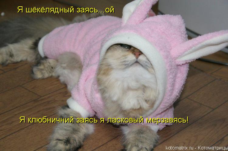 Я шёкёлядный заясь...ой Я клюбничний заясь я ласковый мерзавясь!... Котоматрица: Я шёкёлядный заясь...ой Я клюбничний заясь я ласковый мерзавясь!