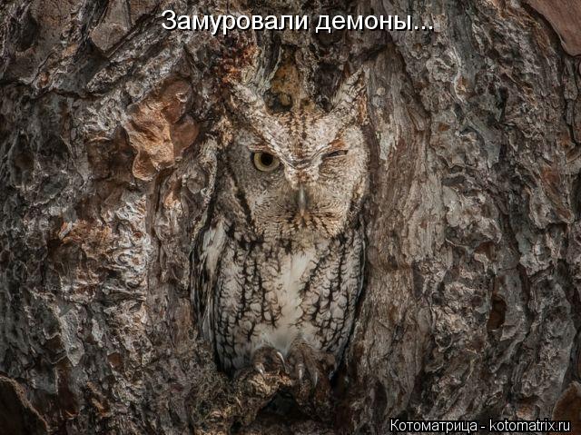Замуровали демоны...... Котоматрица: Замуровали демоны...
