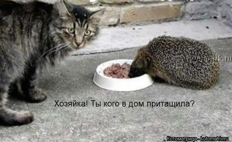 Хозяйка! Ты кого в дом притащила?... Котоматрица: Хозяйка! Ты кого в дом притащила?