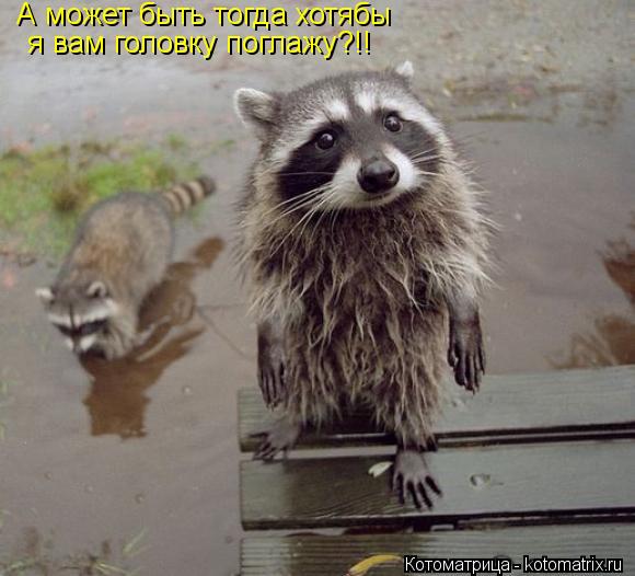 А может быть тогда хотябы я вам головку поглажу?!!... Котоматрица: А может быть тогда хотябы я вам головку поглажу?!!
