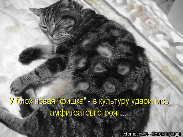 У блох новая "фишка" - в культуру ударились, амфитеатры строят...... Котоматрица: У блох новая "фишка" - в культуру ударились, амфитеатры строят...
