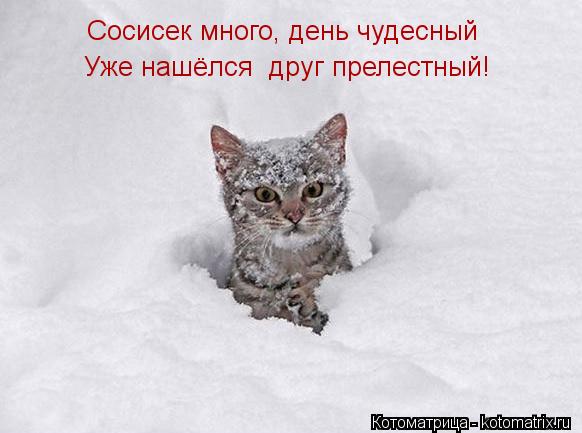 Сосисек много, день чудесный Уже нашёлся друг прелестный!... Котоматрица: Сосисек много, день чудесный Уже нашёлся друг прелестный!
