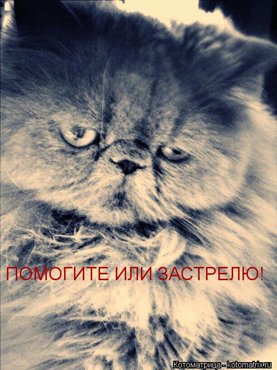 ПОМОГИТЕ ИЛИ ЗАСТРЕЛЮ!... Котоматрица: ПОМОГИТЕ ИЛИ ЗАСТРЕЛЮ!