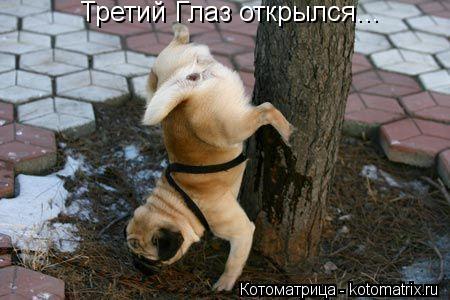 Третий Глаз открылся...... Котоматрица: Третий Глаз открылся...