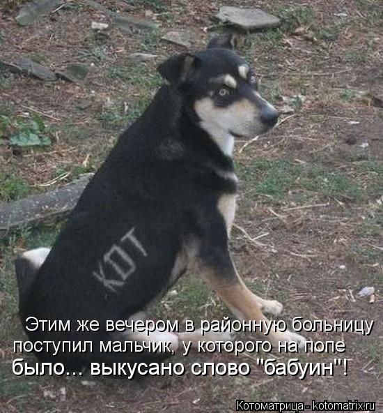 Этим же вечером в районную больницу поступил мальчик, у которого на попе было... выкусано слово "ба... Котоматрица: Этим же вечером в районную больницу поступил мальчик, у которого на попе было... выкусано слово "бабуин"!