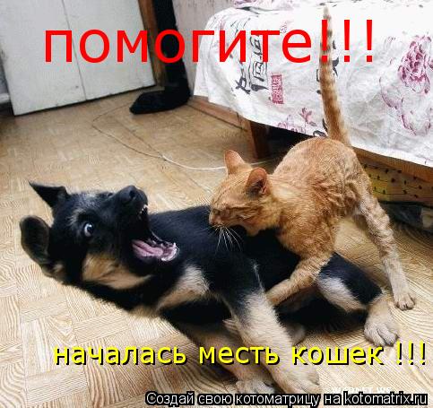 помогите!!! началась месть кошек !!!... Котоматрица: помогите!!! началась месть кошек !!!
