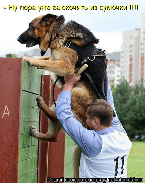 - Ну пора уже выскочить из сумочки !!!!... Котоматрица: - Ну пора уже выскочить из сумочки !!!!