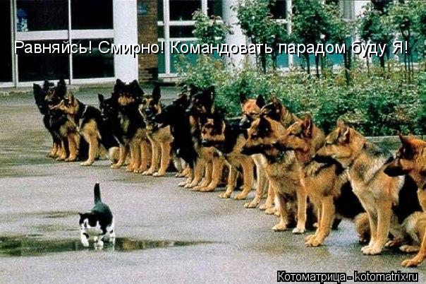 Равняйсь! Смирно! Командовать парадом буду Я!... Котоматрица: Равняйсь! Смирно! Командовать парадом буду Я!