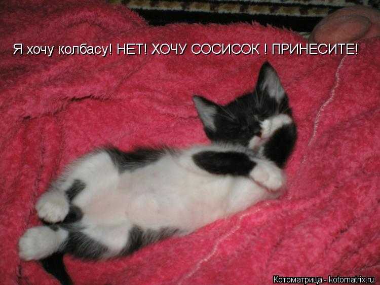 Я хочу колбасу! НЕТ! ХОЧУ СОСИСОК ! ПРИНЕСИТЕ!... Котоматрица: Я хочу колбасу! НЕТ! ХОЧУ СОСИСОК ! ПРИНЕСИТЕ!