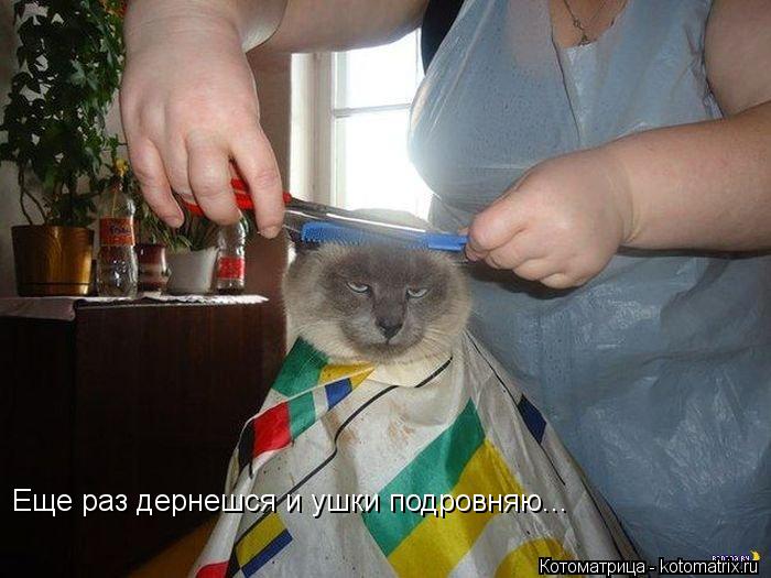 Еще раз дернешся и ушки подровняю...... Котоматрица: Еще раз дернешся и ушки подровняю...