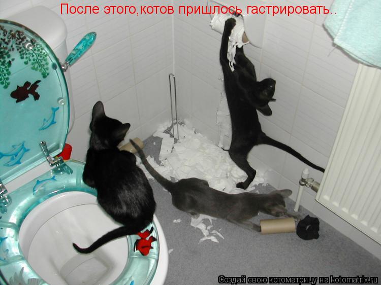 После этого,котов пришлось гастрировать..... Котоматрица: После этого,котов пришлось гастрировать..