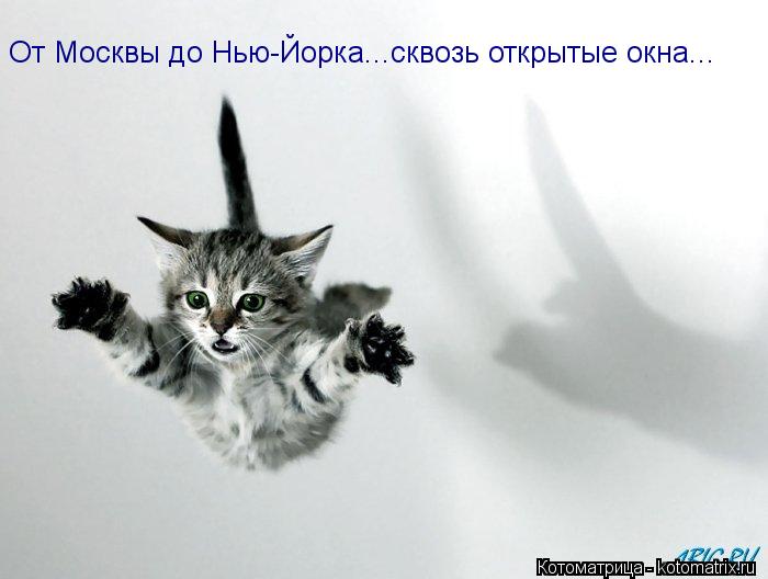 От Москвы до Нью-Йорка...сквозь открытые окна...... Котоматрица: От Москвы до Нью-Йорка...сквозь открытые окна...