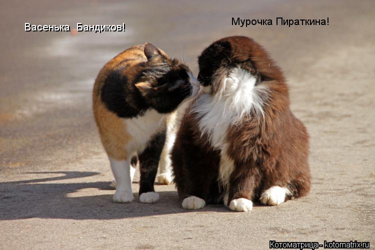 Васенька Бандиков! Мурочка Пираткина!... Котоматрица: Васенька Бандиков! Мурочка Пираткина!
