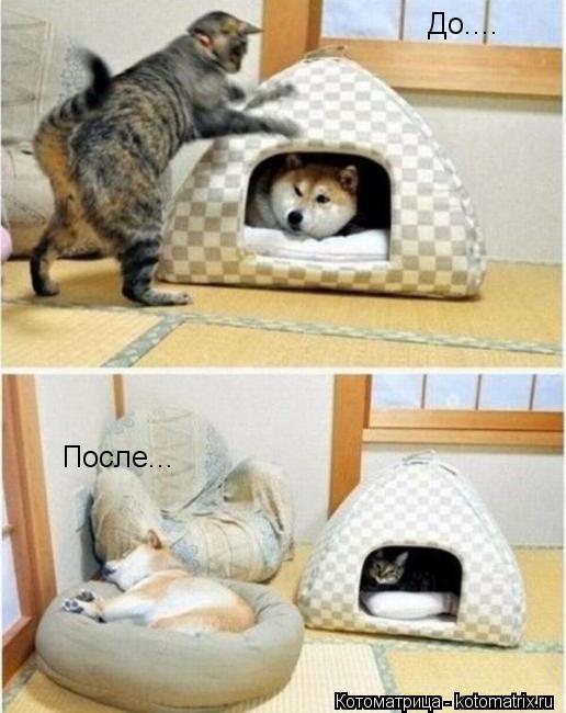 До.... После...... Котоматрица: До.... После...