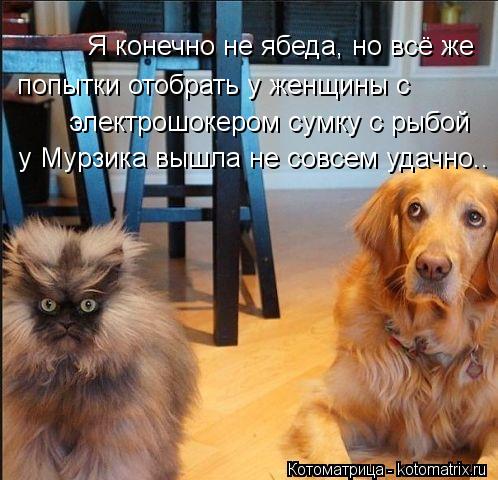 Я конечно не ябеда, но всё же попытки отобрать у женщины с электрошокером сумку с рыбой у Мурзика вы... Котоматрица: Я конечно не ябеда, но всё же попытки отобрать у женщины с электрошокером сумку с рыбой у Мурзика вышла не совсем удачно..
