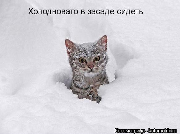 Холодновато в засаде сидеть. Холодновато в засаде сидеть.... Котоматрица: Холодновато в засаде сидеть. Холодновато в засаде сидеть.
