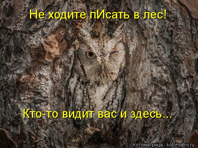 Не ходите пИсать в лес! Кто-то видит вас и здесь...... Котоматрица: Не ходите пИсать в лес! Кто-то видит вас и здесь...