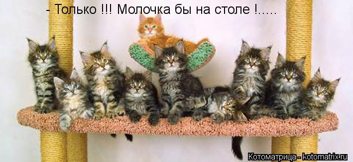 - Только !!! Молочка бы на столе !........ Котоматрица: - Только !!! Молочка бы на столе !.....